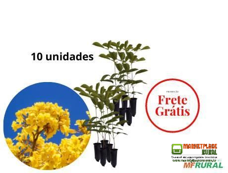 MUDAS DE IPÊ AMARELO - BEM FORMADAS - 10 UN