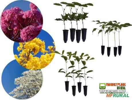 KIT MUDAS DE IPÊ - AMARELO - BRANCO - ROSA 12 UN
