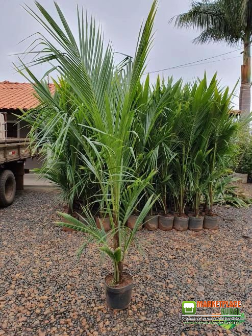 Mudas Frutiferas em Geral