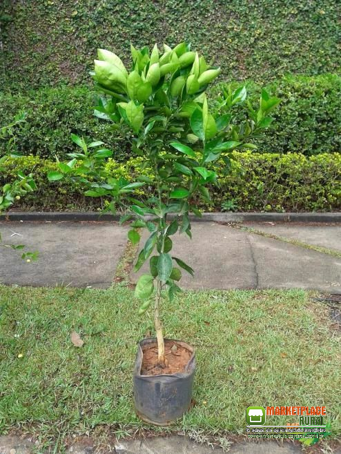 Mudas Frutiferas em Geral