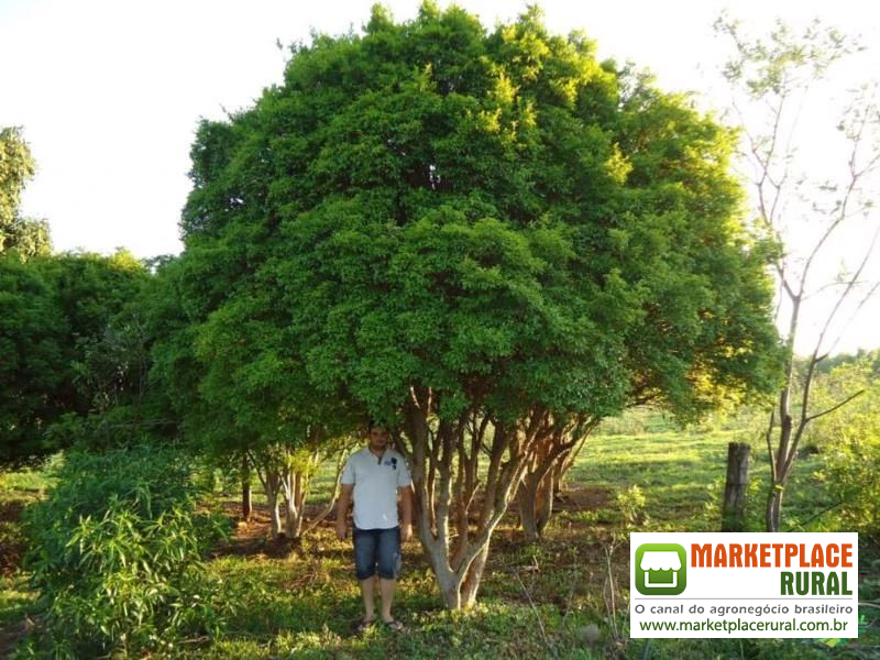 Jabuticaba Sabará