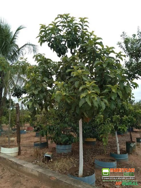 Plantas frutiferas adultas