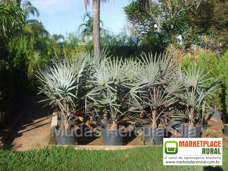 Palmeira Azul - Bismarckia nobilis