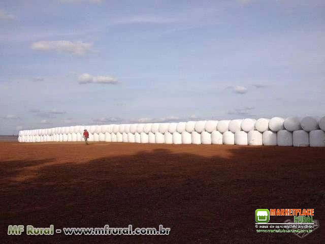 SILAGEM DE MILHO - BOLAS DE APROX. 1000 KG