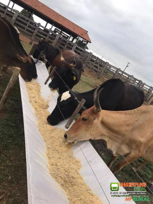 Cochos