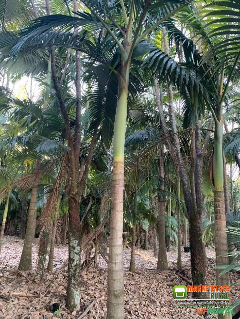 Palmitos Organicos de Palmeira Real