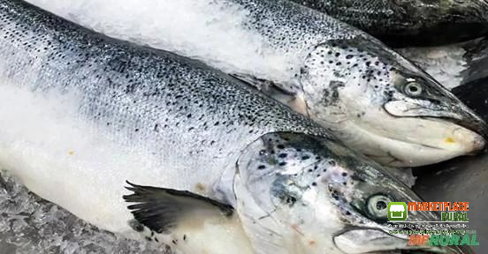 Salmão refrigerado em atacado direto do importador produto premium
