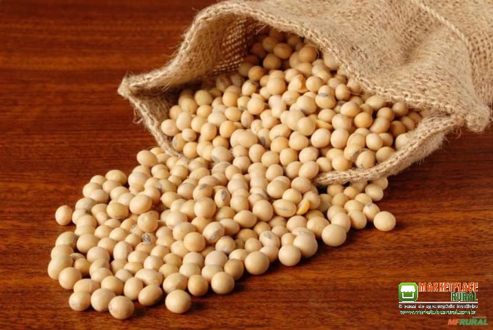 Commodity - Soja Não Transgênica Para Exportação - Grande Quantidade