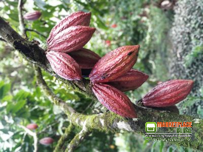 Frutos de Cacau In Natura e Amêndoas Bulk