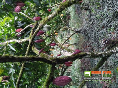 Frutos de Cacau In Natura e Amêndoas Bulk