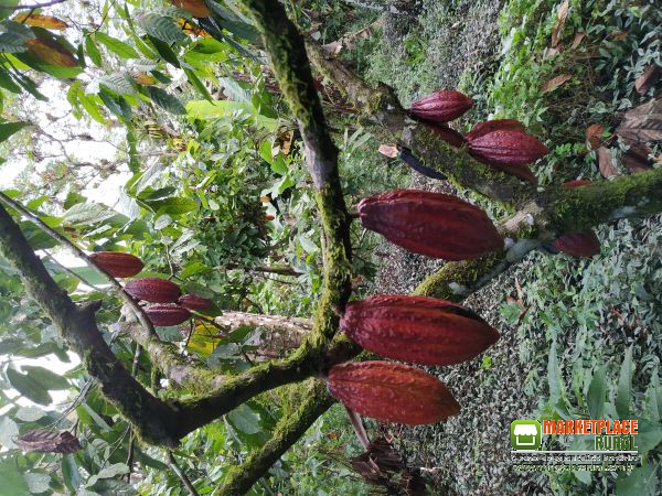 Frutos de Cacau In Natura e Amêndoas Bulk