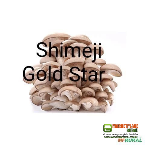 Shimeji