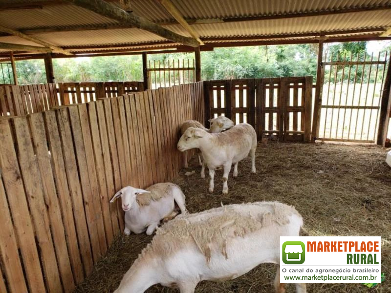 Carneiro Dorper/Withi Dorper