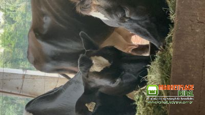 Novilhas e vacas leiteiras - QUALIDADE AO MENOR PREÇO DO MERCADO DE LEITE