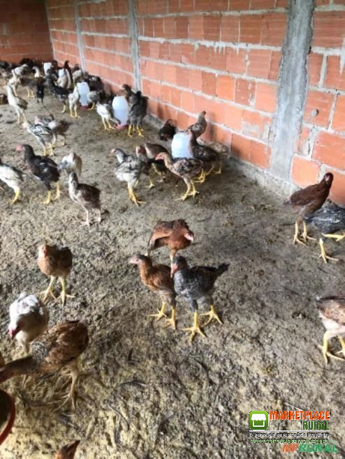 Frango caipira