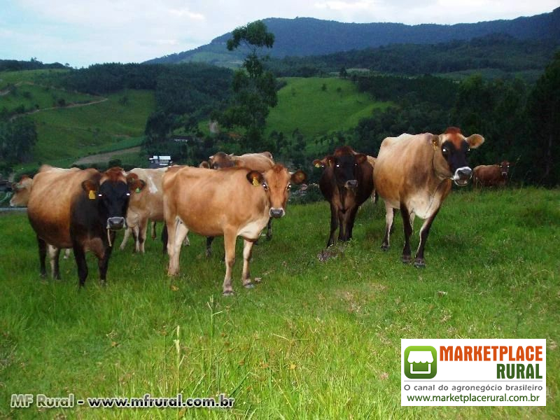 Venda permanete de Gado jersey e jersolando