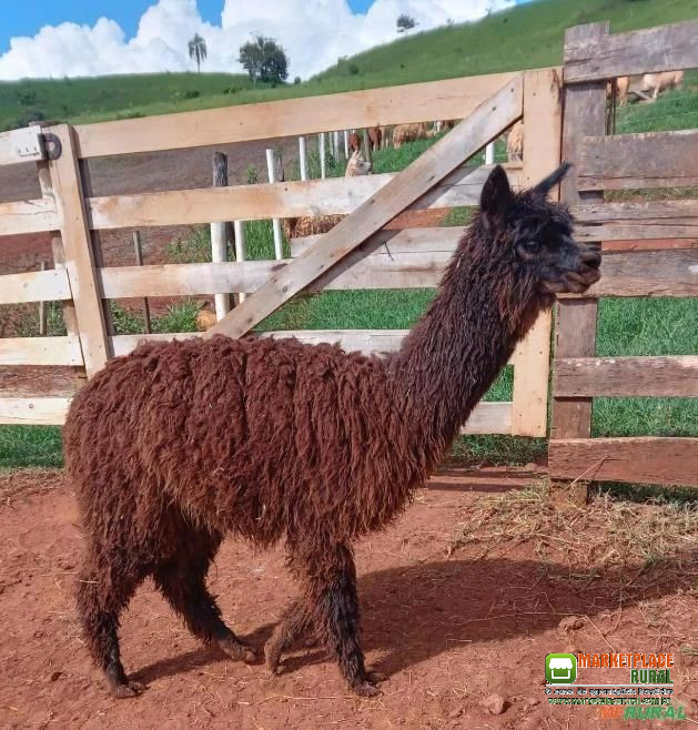 Alpacas