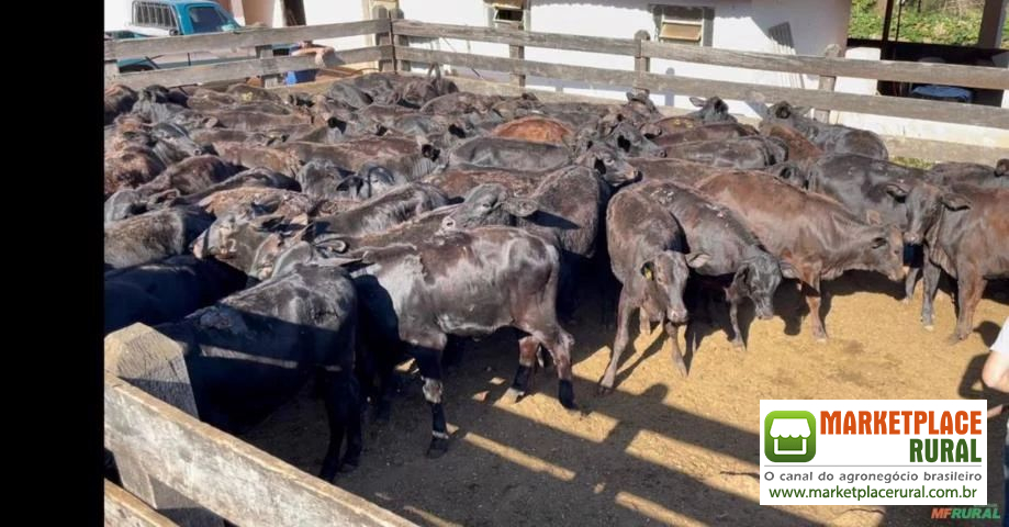 Bezerras Angus na região de Vargem Grande do sul SP
