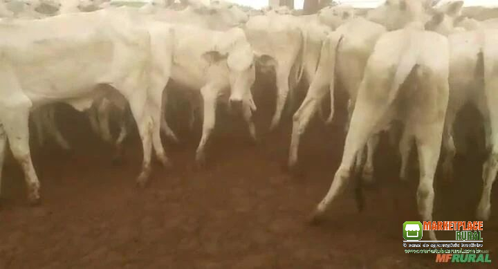 bezerras nelore na região de Rancharia SP