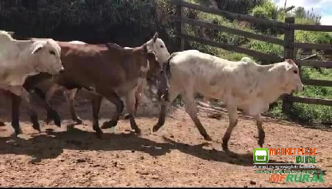 Bezerras nelore na região de Potirendaba SP