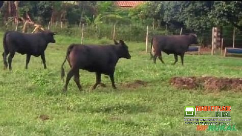 Bezerras Angus na região de Itobi SP