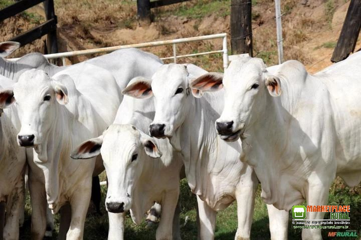 Bezerras nelore na região de Potirendaba SP
