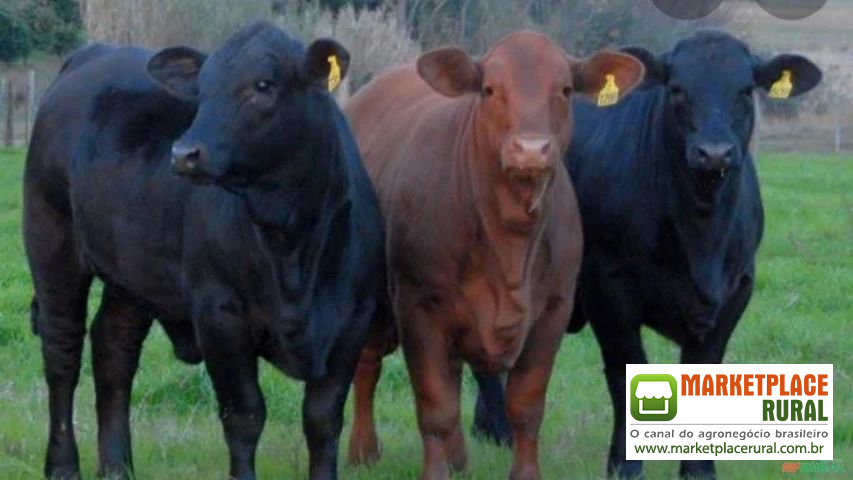 Bezerras Angus na região de Lençóis Paulista SP