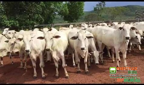 Bezerras nelore na região de Moema MG