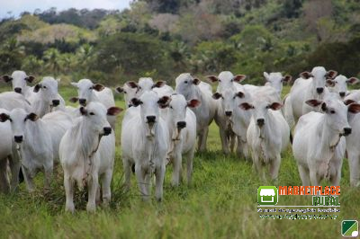 Bezerras nelore na região de Potirendaba SP