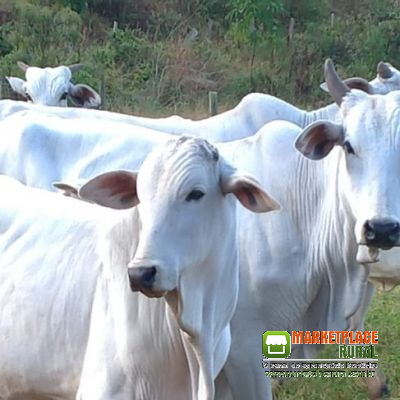 Garrotes Nelore e Anelorados na região de Auriflama- SP