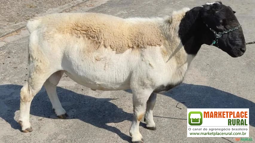 Ovelha Dorper, White Dorper e Lacaune