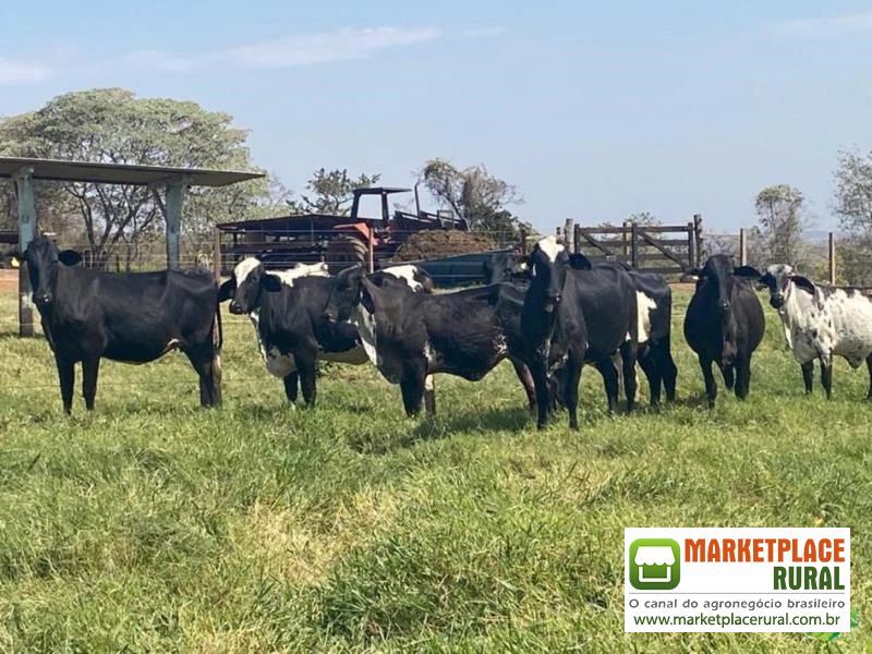 Venda de Vacas Girolando em Lactação, Novilhas Prenhez e Bezerras