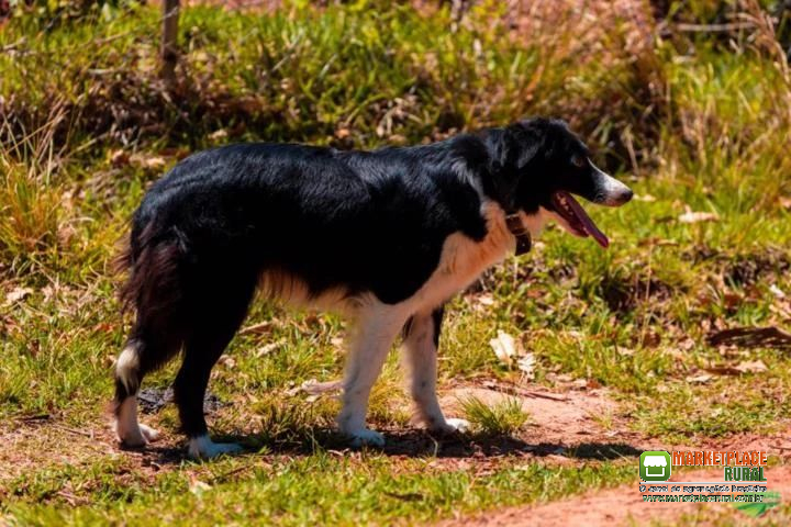 VENDA DE CÃES BORDER COLLIE DE PASTOREIO