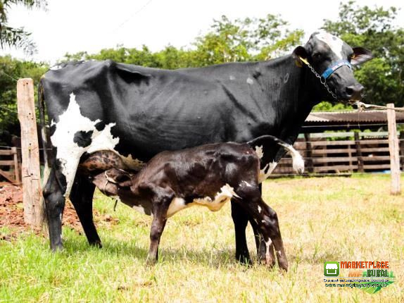 VENDA DE GADO GIROLANDO VACAS EM LACTAÇÃO, NOVILHAS PRENHEZ, NOVILHAS E BEZERRAS, EMBRIÕES