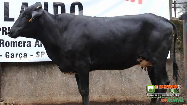 VENDA DE GADO GIROLANDO