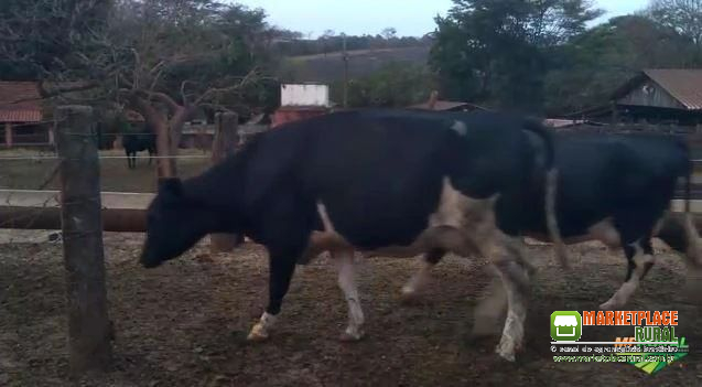 VENDA DE VACAS DE 1º A 3º CRIA