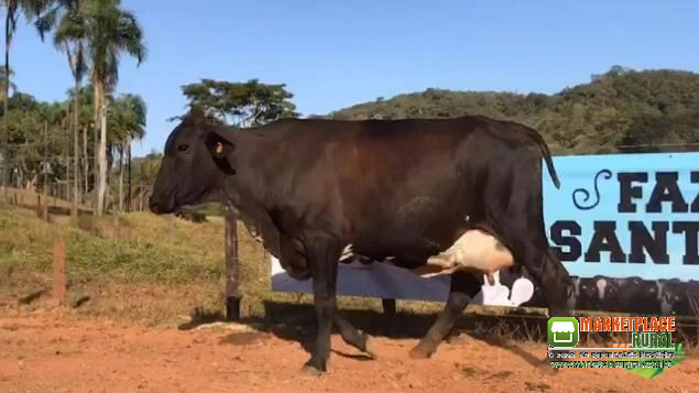 VENDA DE GADO GIROLANDO - VACAS EM LACTAÇÃO, PRENHAS, INSEMINADAS.