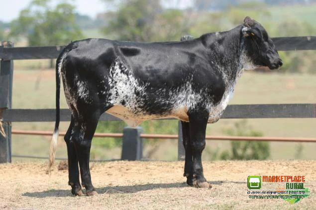 VENDA DE NOVILHAS PRENHES E INSEMINADAS