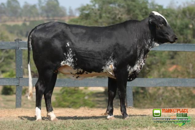 VENDA DE NOVILHAS PRENHES E INSEMINADAS