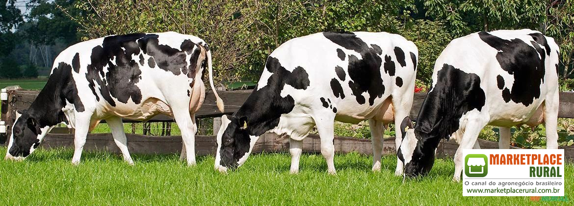 BEZERRAS, NOVILHAS E VACAS HOLANDESAS - GENÉTICA DE LEITE