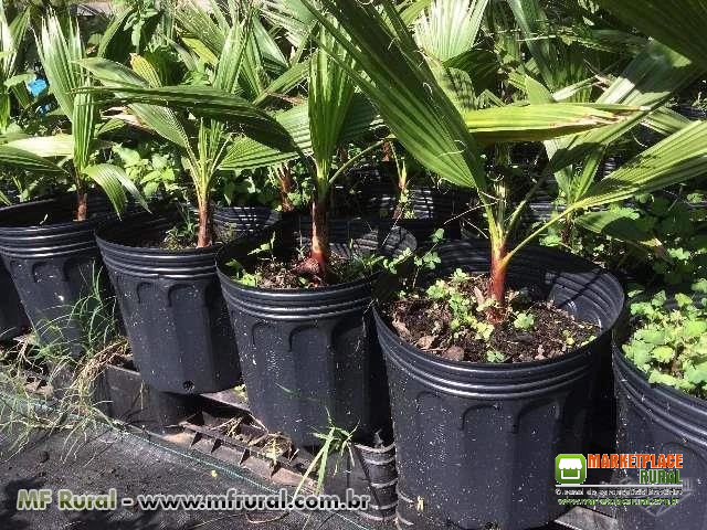Palmeira Washingtonia - Mudas entre 70 e 80 cm
