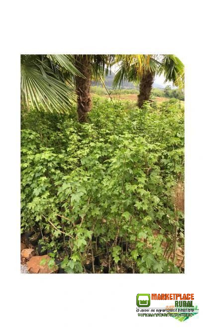 Árvore do âmbar ou Liquidambar styraciflua