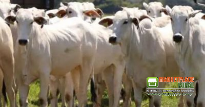Novilhas aneloradas na região de Rancharia SP