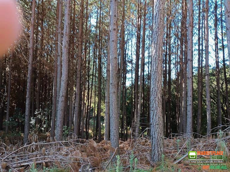 vendo toras de pinus na floresta