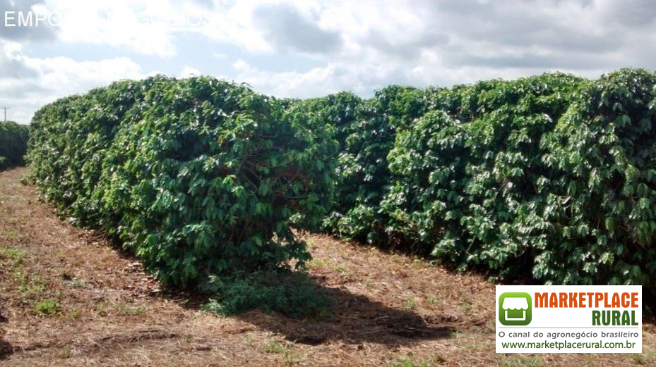 Fazenda em Lassans/MG