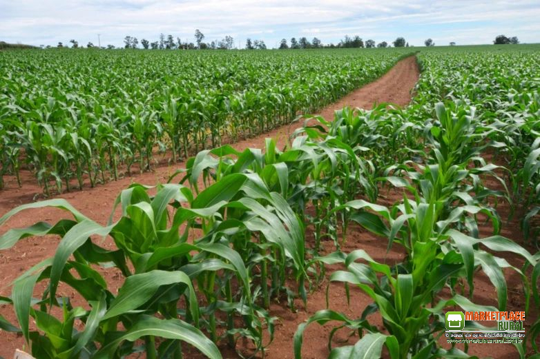 Fazenda para plantação de soja e milho