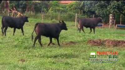 Bezerras Angus na região de Vargem Grande do SUL SP