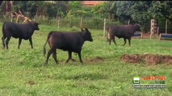 Bezerras Angus na região de Vargem Grande do SUL SP