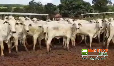 Bezerras nelore na região de Sete lagoas MG
