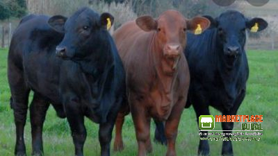 Bezerras Angus na região de Alvorada TO